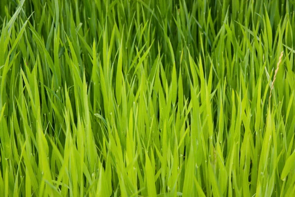 Macro shot of lush green grass — Stock Photo, Image
