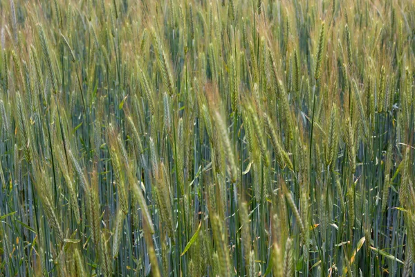 Green wheat plants growing on a field — Stock Photo, Image