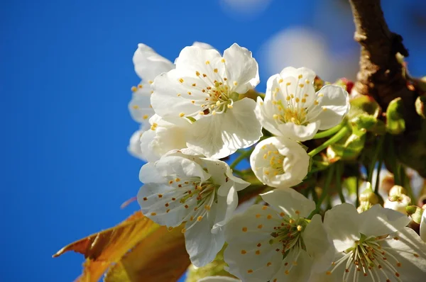 Cielo azul y flor de cerezo blanco —  Fotos de Stock