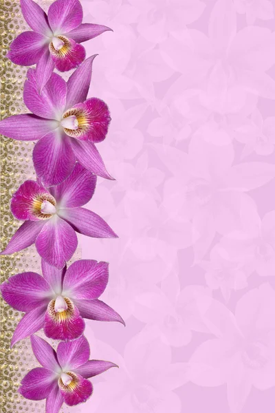 Orchids Border — Stock Photo, Image