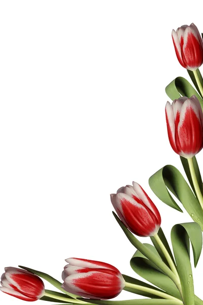 Рамка с тюльпанами — стоковое фото