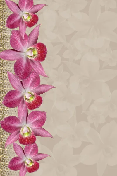 Orchids Border — Stock Photo, Image