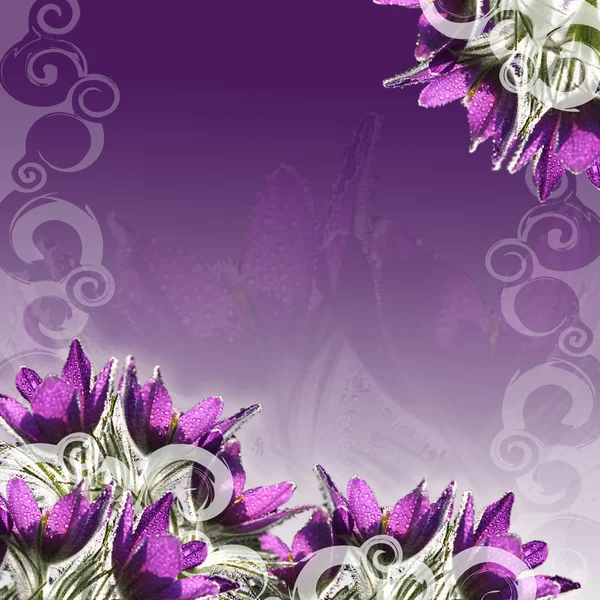 Pasque-flowers border — Stock Photo, Image