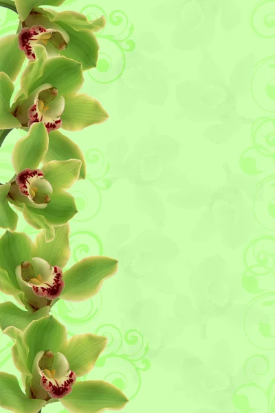 Hintergrund Orchideen — Stockfoto