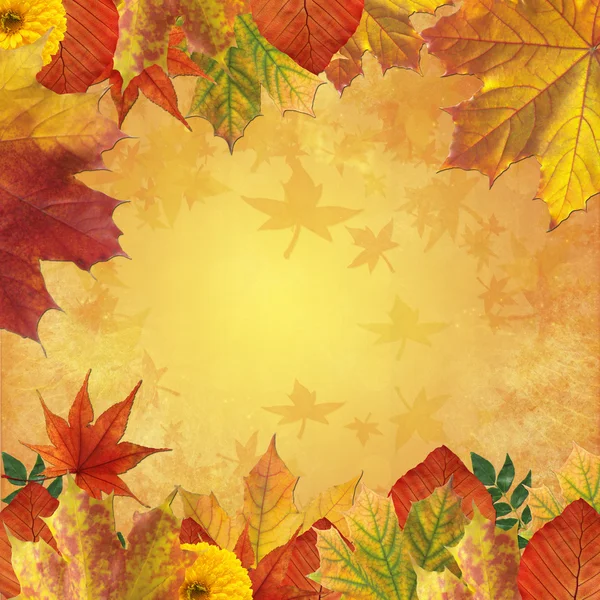 Fall leaf background — Stock Photo, Image