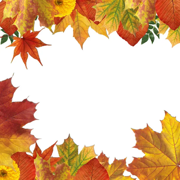 Fall leaf background — Stock Photo, Image