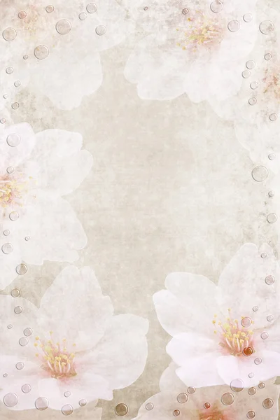 Rosa och vita blommor bakgrund — Stockfoto
