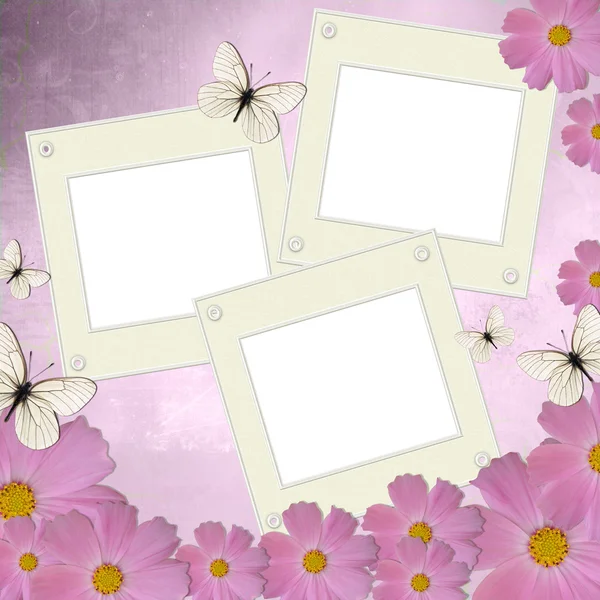 Drie witte frames op achtergrond met roze daisy en vlinder — Stockfoto