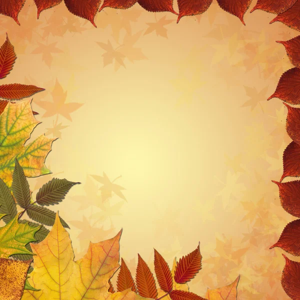 Autumn colored maple leaves frame — Stock Photo, Image