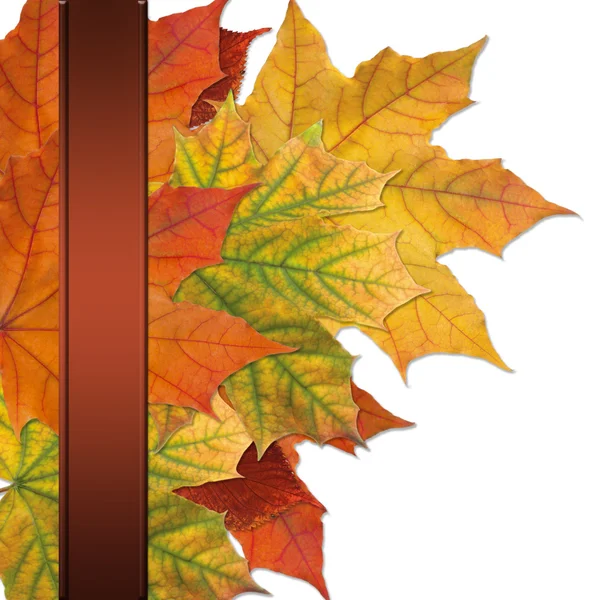 Outono folhas de bordo coloridas — Fotografia de Stock