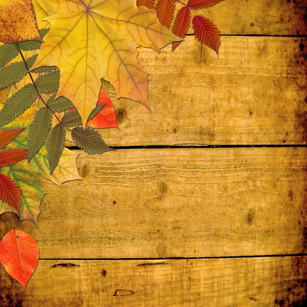 Autumn colored maple leaves on wooden board — Stock Photo, Image