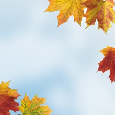 Autumn colored maple leaves clipart