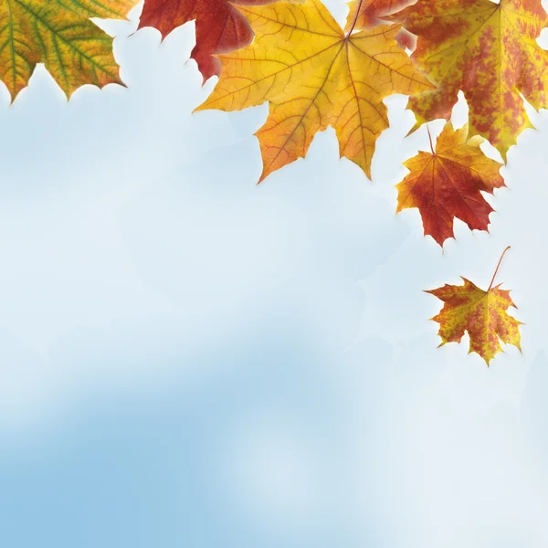 Autumn colored maple leaves — Stock Photo, Image