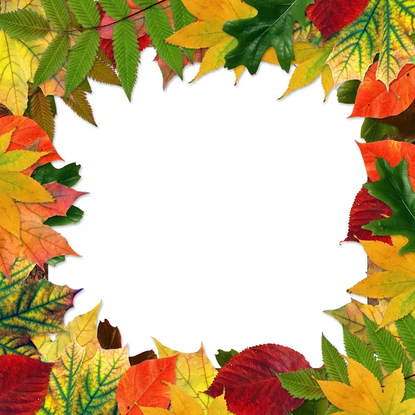 Kleurrijke herfstbladeren in vorm van rand van frame op witte achterzijde — Stockfoto