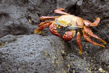 Sally Lightfoot Crab clipart