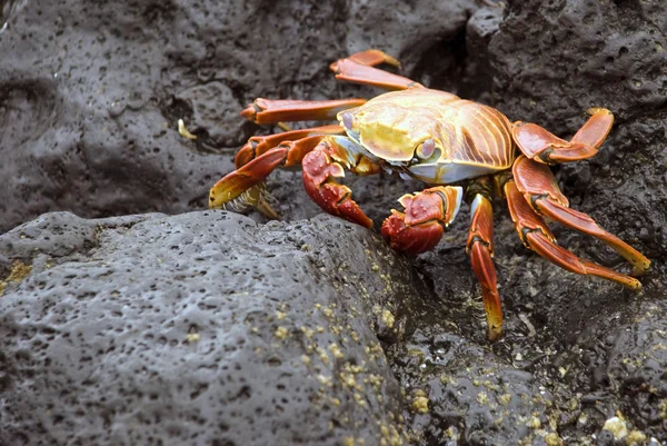 stock image Sally Lightfoot Crab