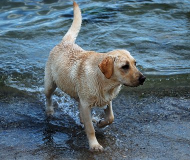 Labrador retriever coming out of water clipart