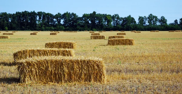 stock image Haystacks in the field