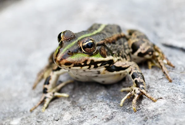 stock image Frog