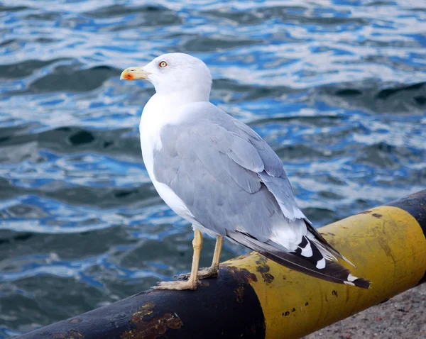 stock image Seagull