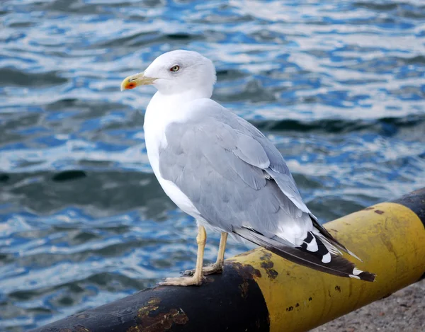 stock image Seagull