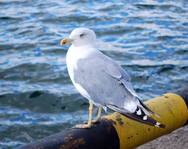 stock image Seagull