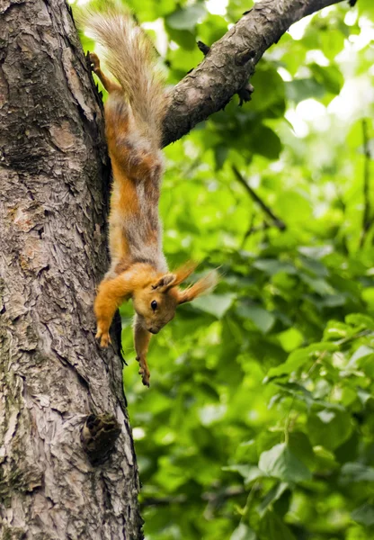 Squirrel hanging on the tree — Stock Photo, Image