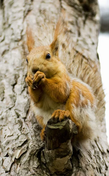 stock image Squirrel sitting on the tree