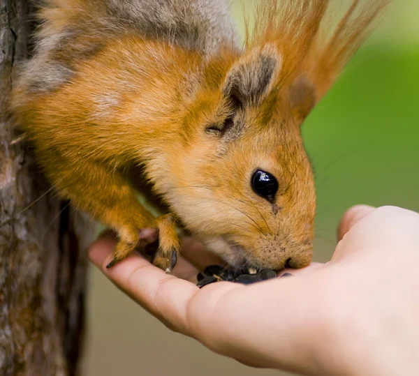 stock image Squirrel sitting on the tree