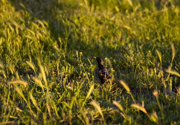 Starling in the grass — Stock Photo, Image
