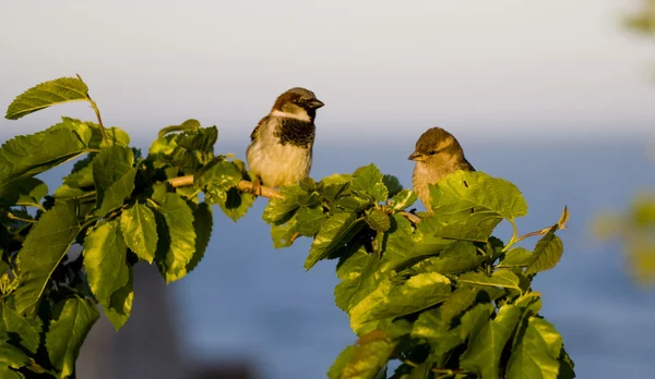 Vrabci na větvi — Stock fotografie