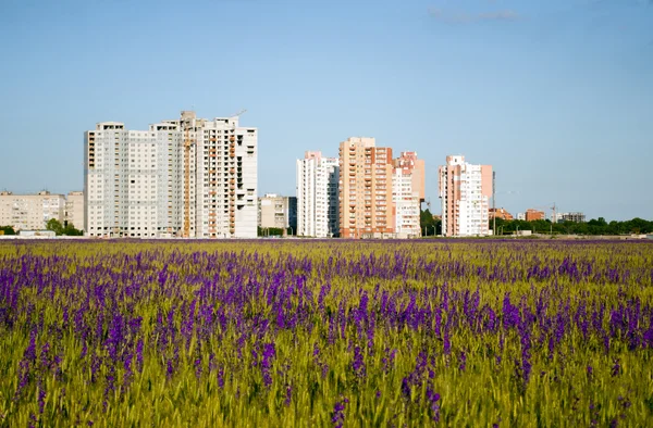 Casas modernas y flores púrpuras — Foto de Stock
