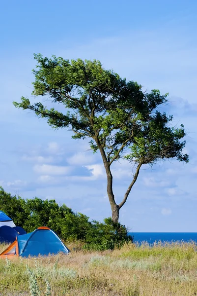 stock image Single tree in the field and some tents near it