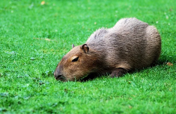 Capybara broutant sur la pelouse — Photo