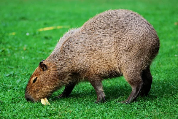Kapibara wypas na trawniku — Zdjęcie stockowe