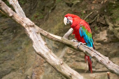 Macaw on the branch clipart