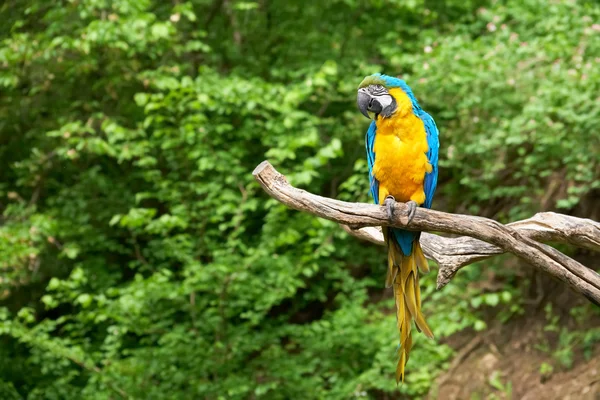 Macaw on the branch — Stock Photo, Image
