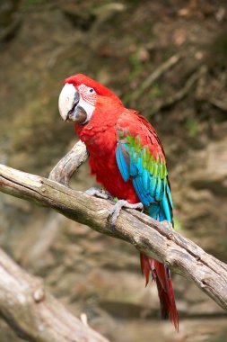 Macaw on the branch clipart