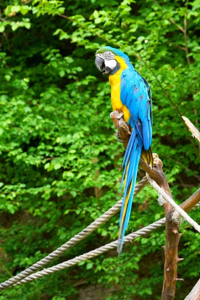 Macaw on the branch — Stock Photo, Image