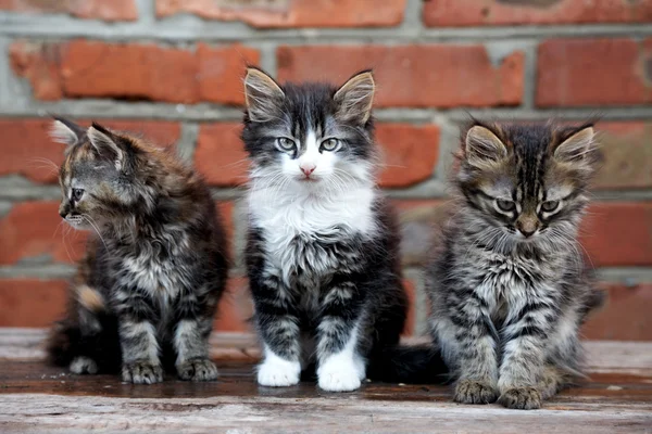 Three kittens on bricks background — Stock Photo, Image