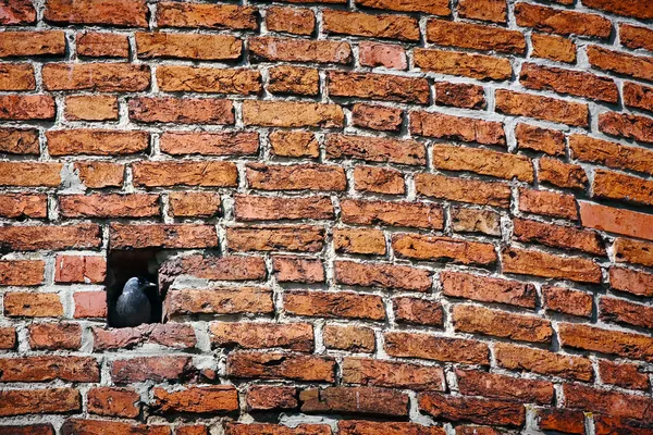 Tuğla duvar ve oturan küçük karga — Stok fotoğraf