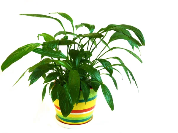 Planta em vaso Spathiphyllum em uma ba branca — Fotografia de Stock
