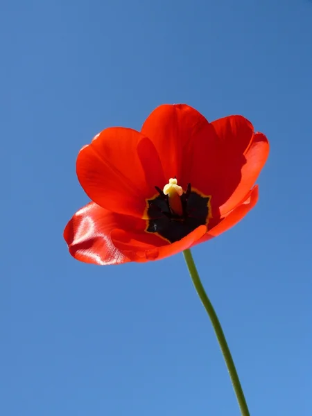 stock image Red tulips against the blue sky