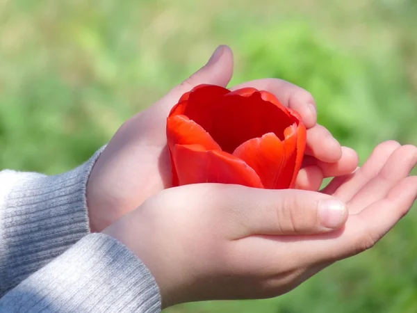 Tulipe dans les mains des enfants — Photo