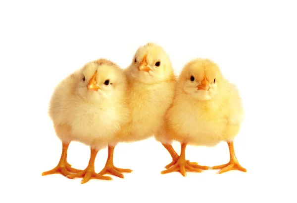 Three chicken on white — Stock Photo, Image