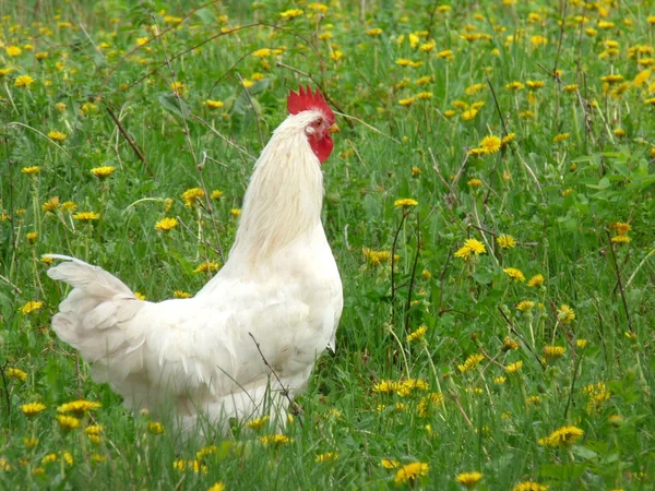 Weißer Hahn auf dem grünen Gras mit da — Stockfoto