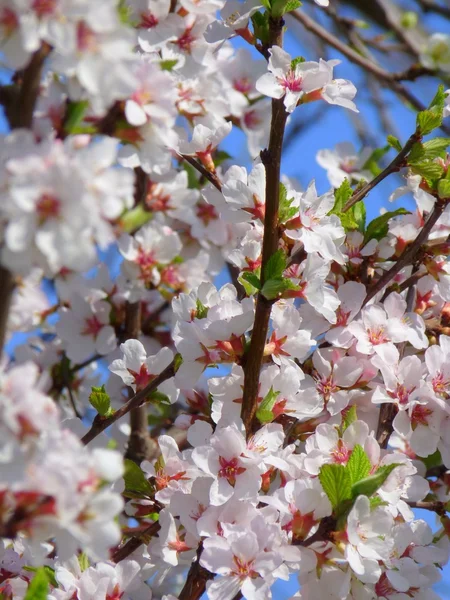 Kvetoucí jarní větve — Stock fotografie