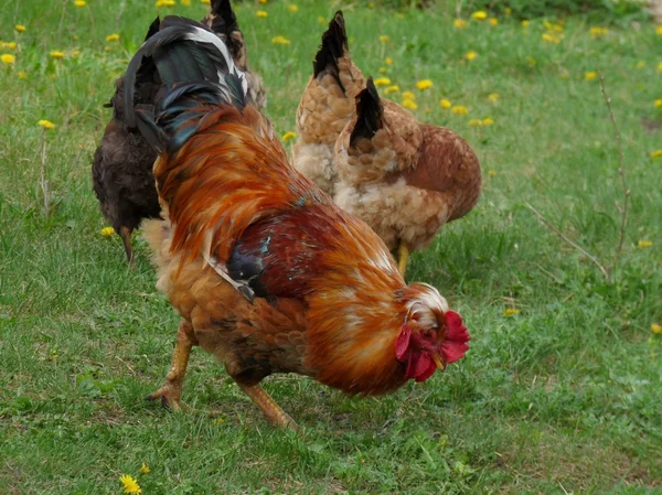 Galo e galinhas — Fotografia de Stock