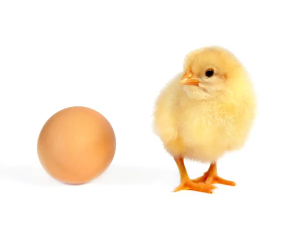 Pollo y huevo — Foto de Stock
