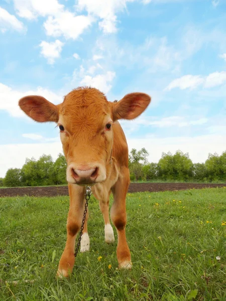 stock image Calf